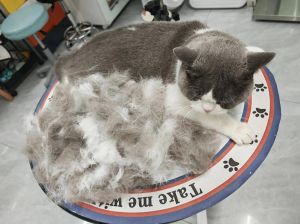梳猫毛比洗澡好，防掉毛少焦虑（猫除废毛需要洗澡吗）