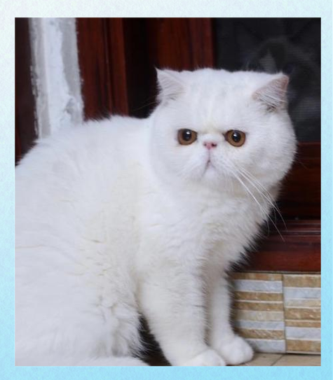 外貌性格大不同（波斯猫是加菲猫吗）