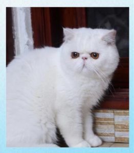 外貌性格大不同（波斯猫是加菲猫吗）