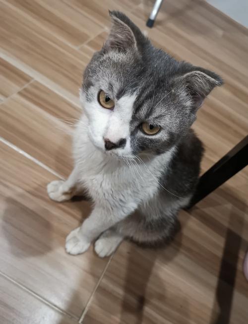 折耳猫寿命12-15年，科学喂养可延长（折耳猫能活多久）