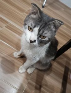 折耳猫寿命12-15年，科学喂养可延长（折耳猫能活多久）