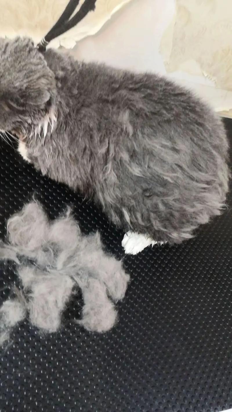 猫咪抗拒梳毛怎么办？（猫咪为啥不让人梳毛了）