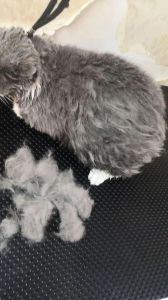猫咪抗拒梳毛怎么办？（猫咪为啥不让人梳毛了）