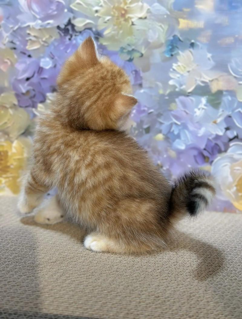 温顺可爱，好养又亲人（正宗金虎斑猫图片）