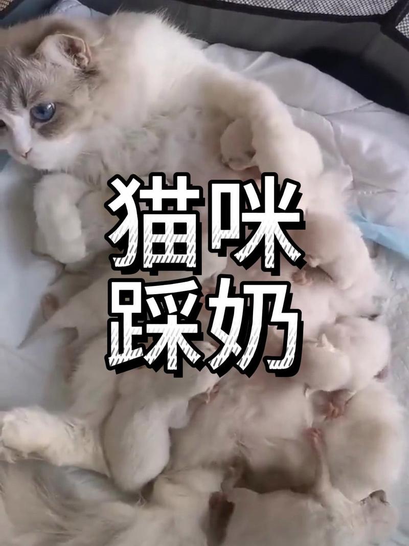 信任依赖的亲密表现（布偶猫踩奶是什么表现）