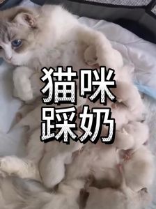 信任依赖的亲密表现（布偶猫踩奶是什么表现）