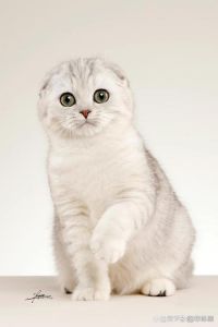 折耳猫健康隐患多，养前请三思（折耳猫会有什么缺陷）