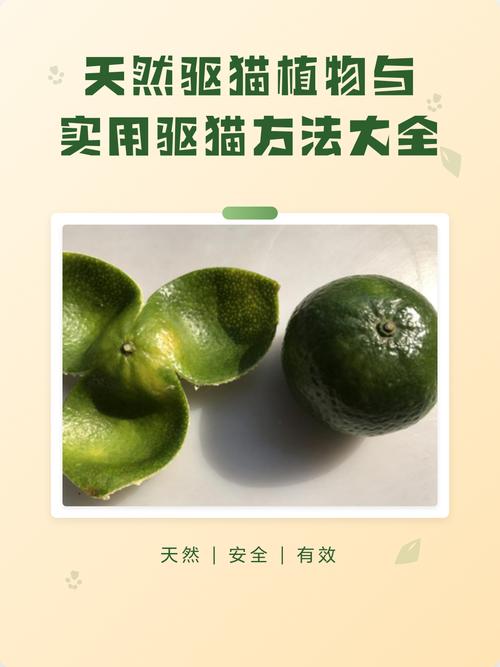 温和驱赶不伤情（永久驱猫最佳方法）