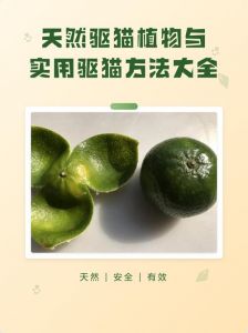 温和驱赶不伤情（永久驱猫最佳方法）