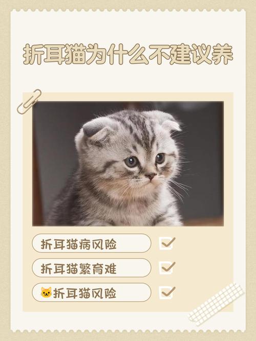 养折耳猫要注意健康和陪伴！（养折耳猫10大忌）