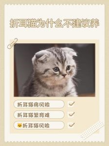养折耳猫要注意健康和陪伴！（养折耳猫10大忌）