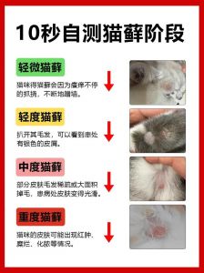 猫咪掉毛多？正常与异常区别及应对（猫掉毛怎么办快速解决）
