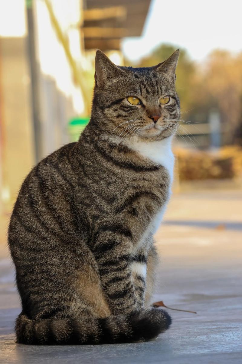 聪明漂亮，国货之光（狸花猫12个品种图）