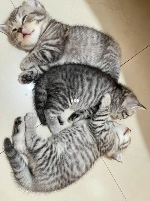 串串猫盘点十大高颜值猫咪品种（十大最漂亮串串猫）