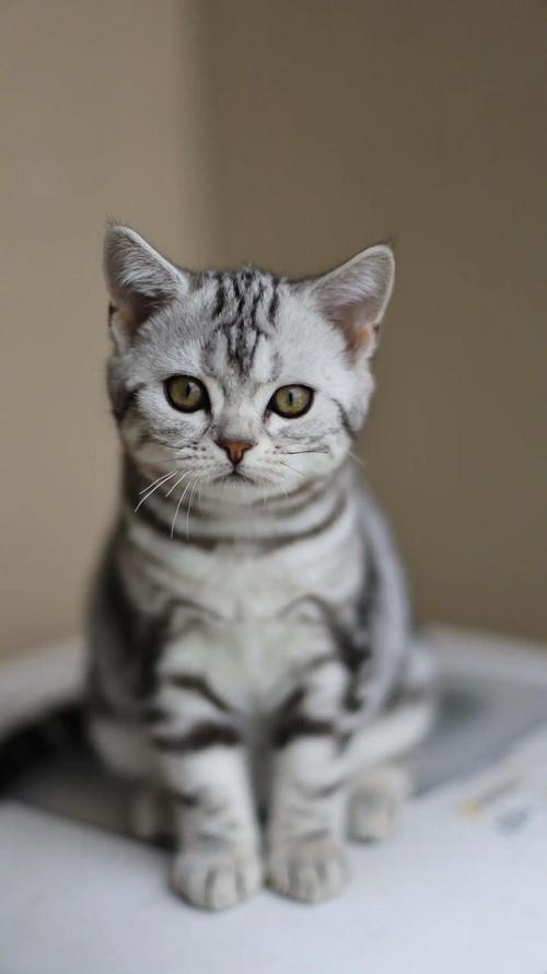 优雅性格，好养易分辨（正宗英短虎斑猫图片）