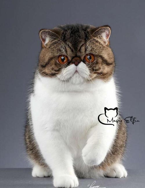 天生罕见惹人爱，别盲目追求！（猫两只眼睛不一样是波斯猫吗）