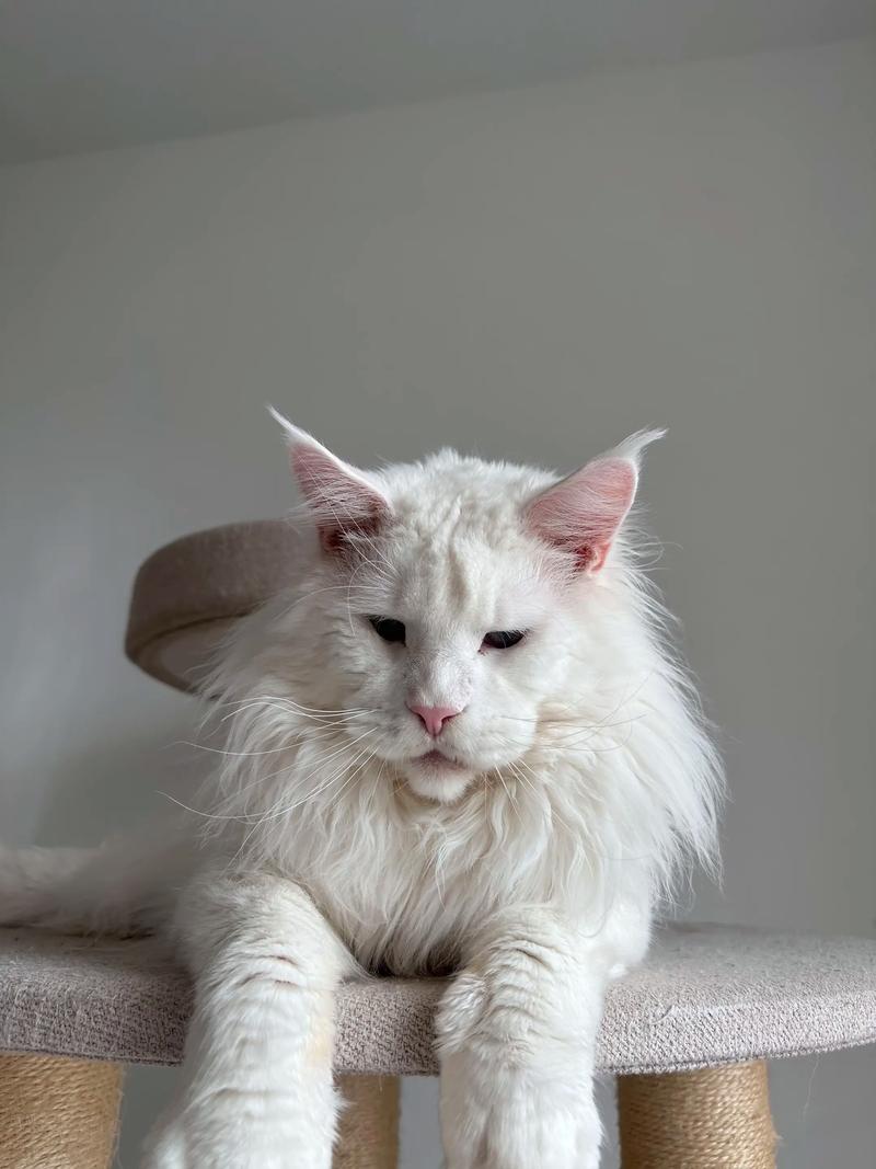 健康差易生病，别被便宜骗！（退役的种猫有什么缺点）