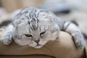 命中注定还是无奈选择？（让她降落苏格兰折耳猫）