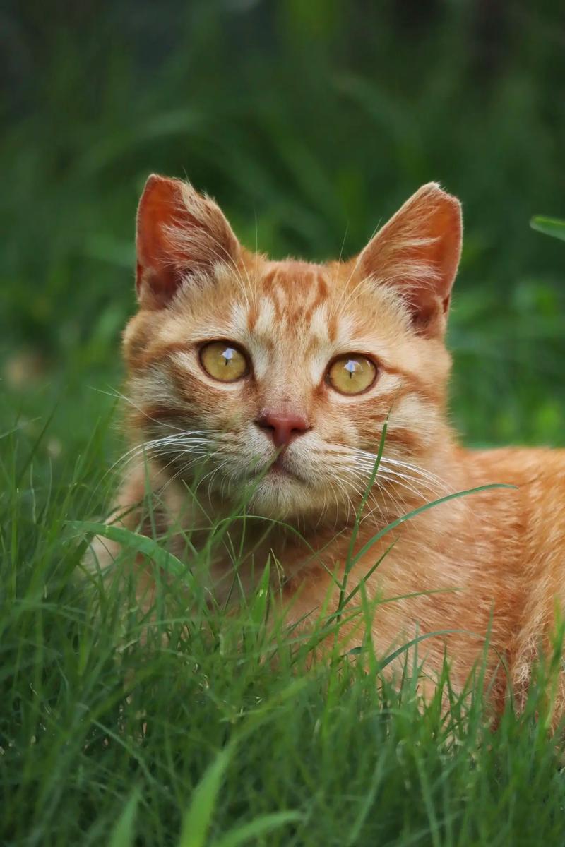 性格温顺粘人，超萌宠物首选（正宗橘猫图片）