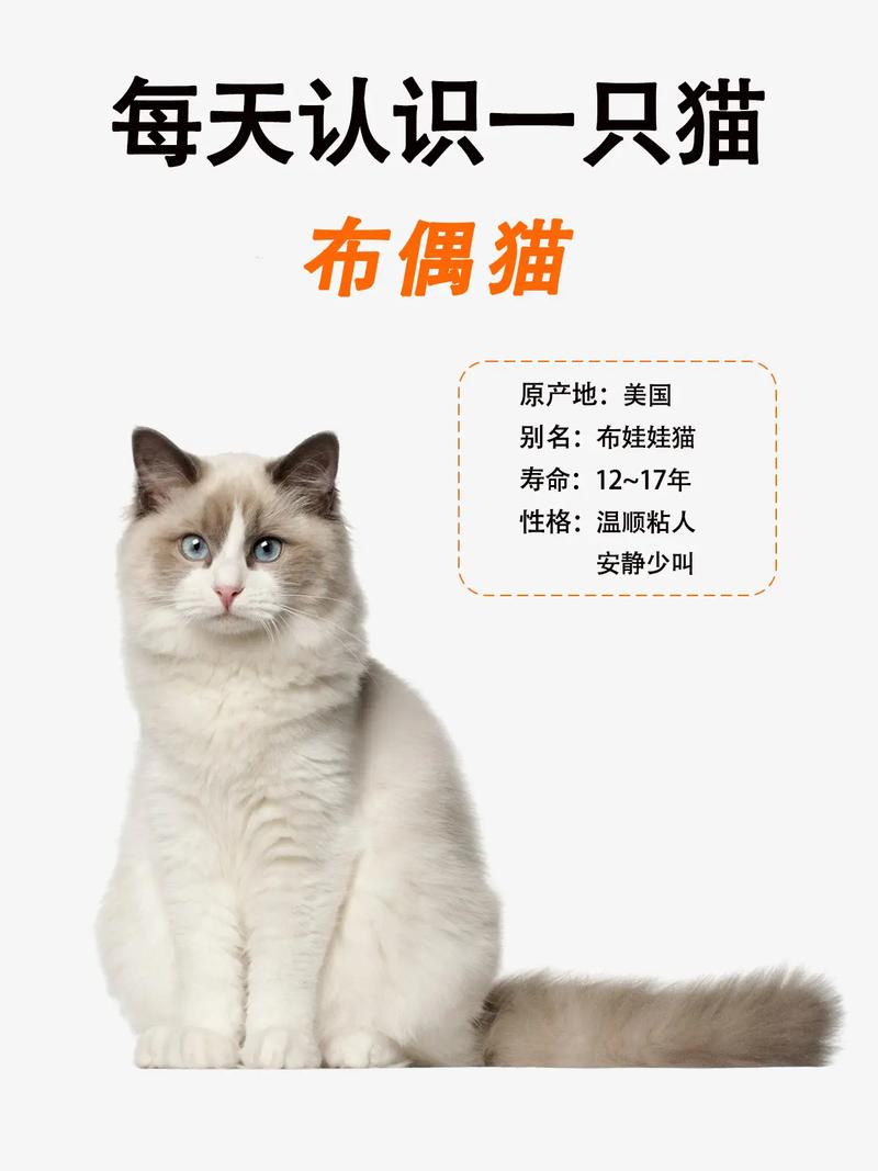 布偶猫温顺友善，易适应，需关爱陪伴（布偶猫只认一个主人吗）