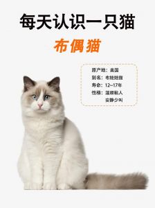 布偶猫温顺友善，易适应，需关爱陪伴（布偶猫只认一个主人吗）