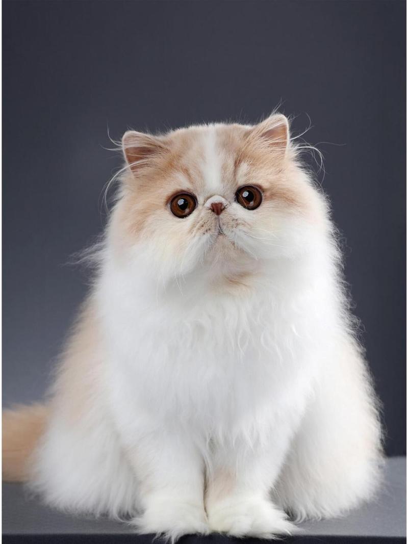 波斯猫异色眼，神秘又迷人！（两只眼睛不一样的波斯猫图片）