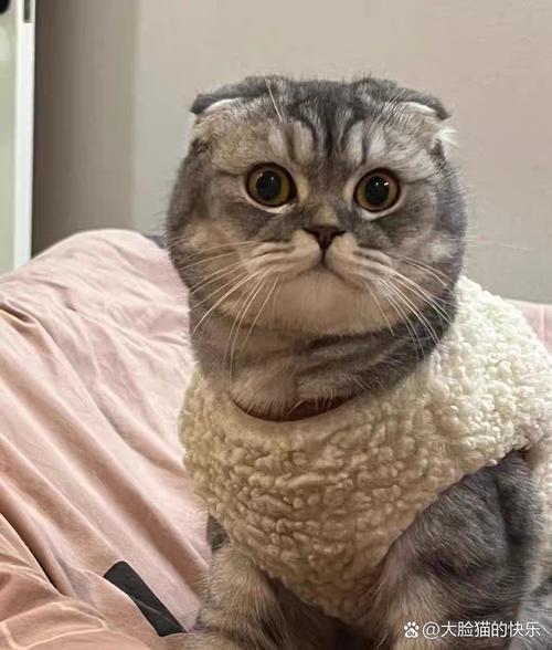 可爱滑稽背后的健康关爱（折耳猫瞪人表情包）