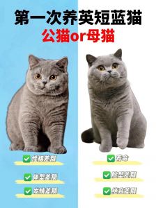 公猫母猫怎么选？性格价格大不同（养猫是养公的还是母的）