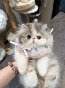 波斯猫异色眼，神秘又迷人！（两只眼睛不一样的波斯猫图片）