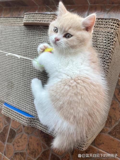 英短美短性格各异，都象征吉祥（白色英国短毛猫图片）