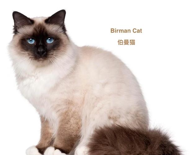 12种特色宠物猫介绍（英国猫咪品种大全及图片）