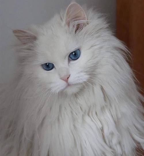 优雅贵族，需要精心打理（波斯猫头像图片大全）
