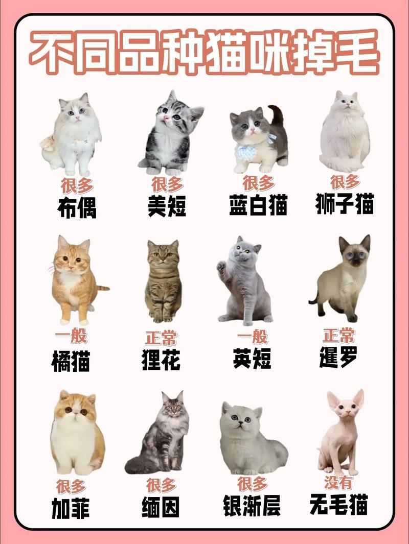 布偶猫春秋掉毛多？勤梳洗化毛，家里干净猫舒坦（布偶猫什么时候掉毛最严重）
