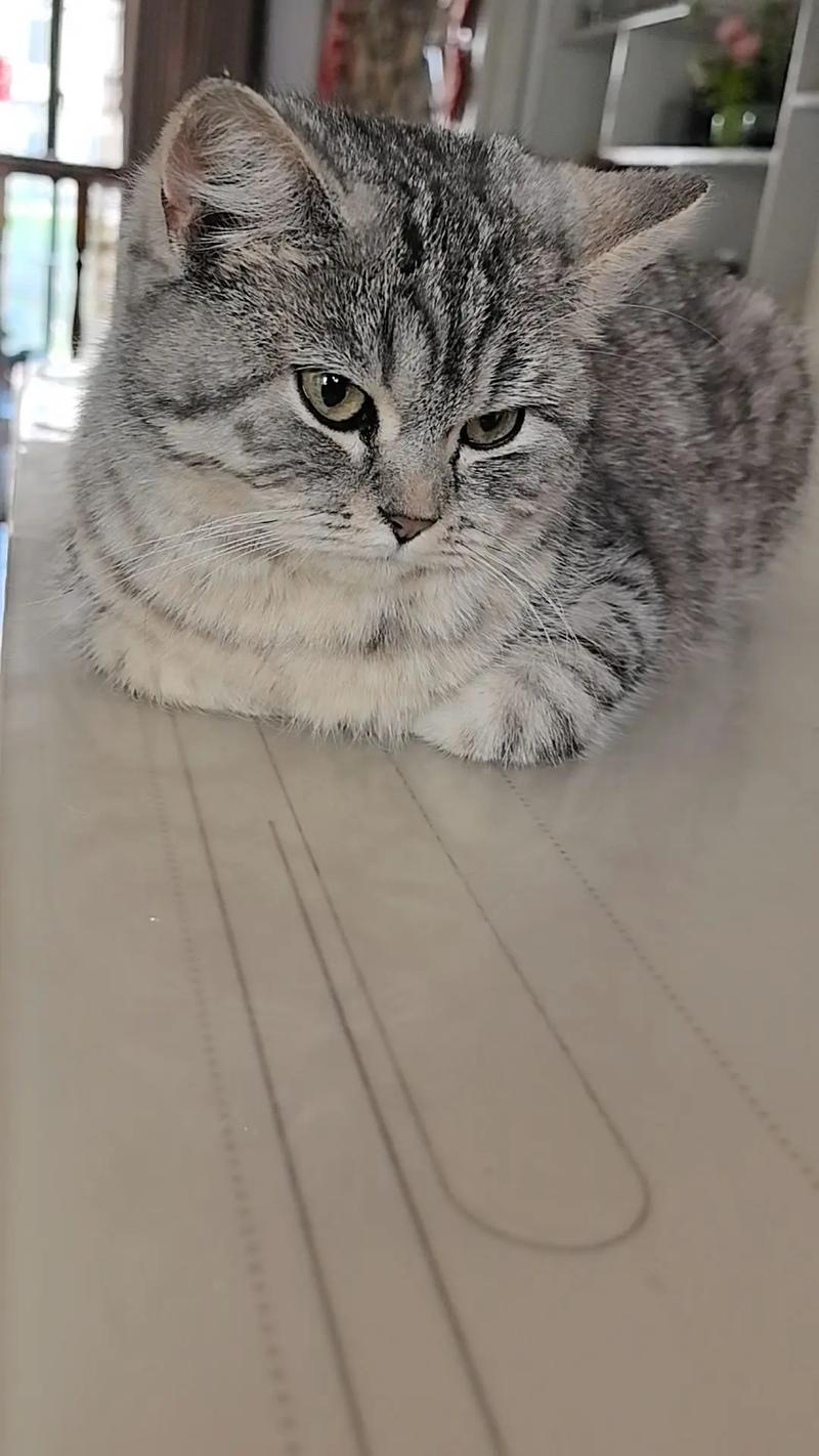 优雅独特，理想伴侣（英短虎斑猫图片）
