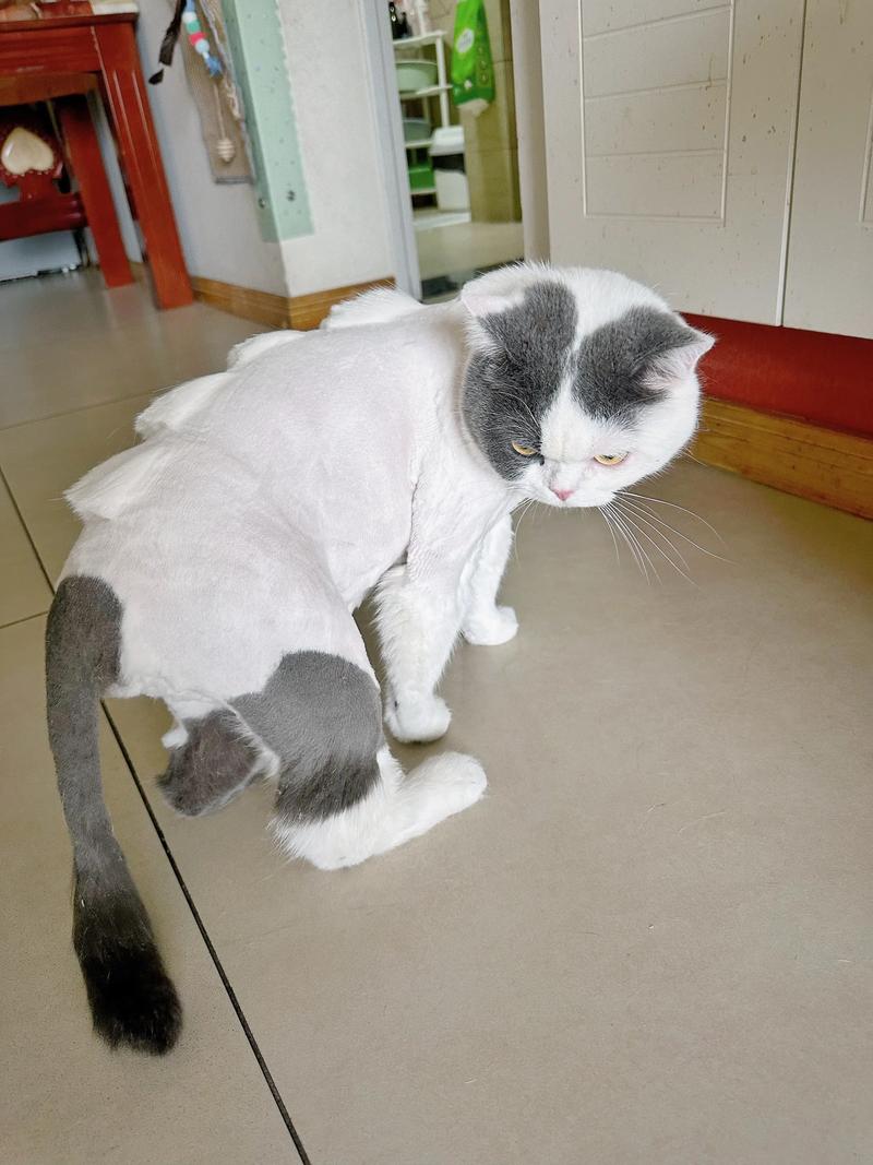 猫剃毛不利，科学降温好（猫毛可以剃掉吗）