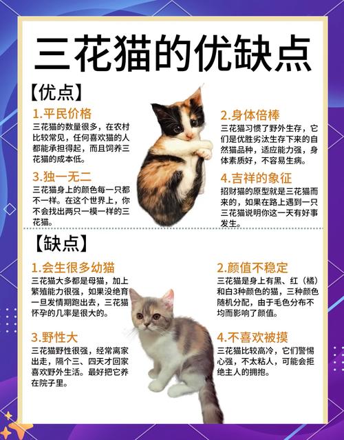 三花猫温顺亲人，新手友好，养不复杂，是幸运象征（三花猫适合新手养吗）