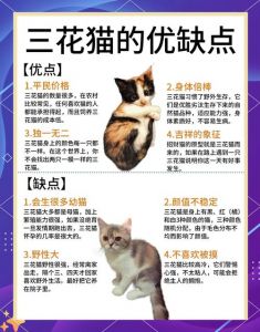 我家三花猫突然变凶，怎么办？（我的三花猫为什么很凶）