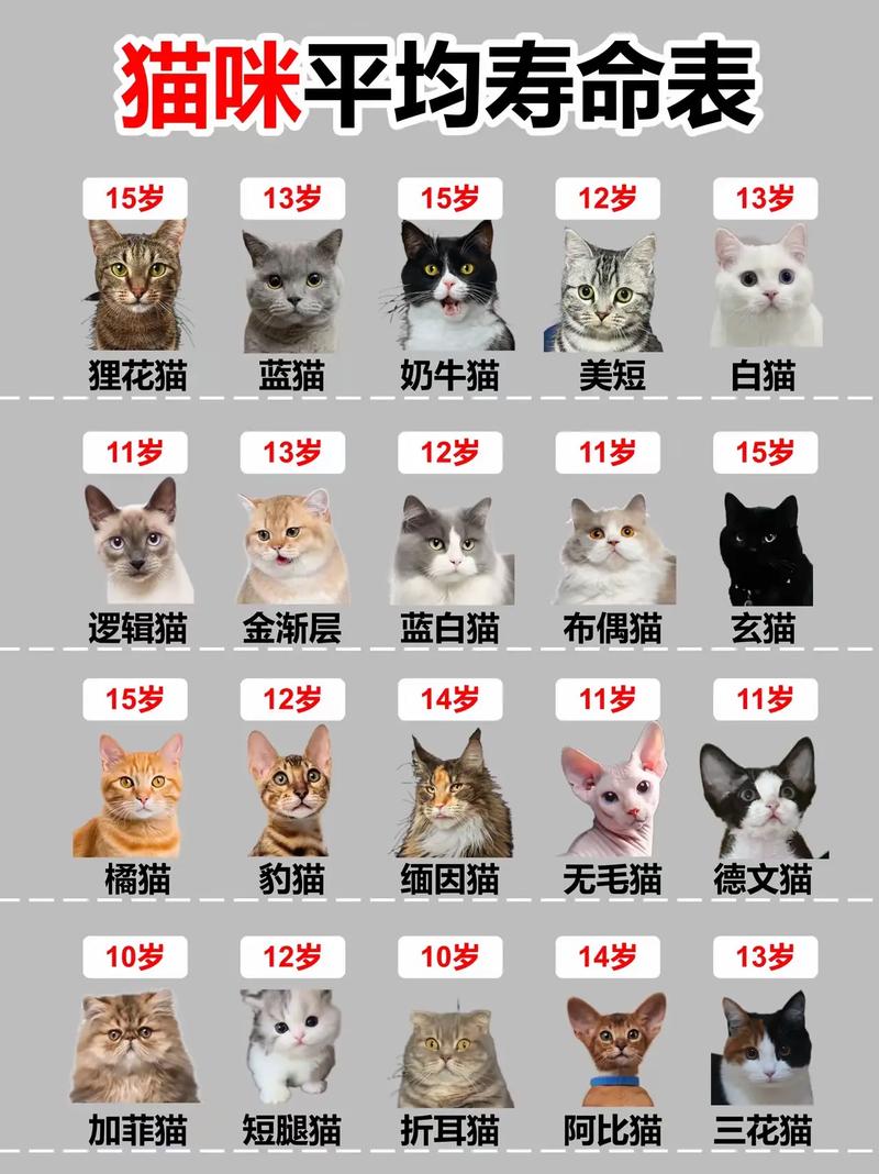 英短折耳猫寿命短？如何科学养护？（英短折耳猫能活几年）