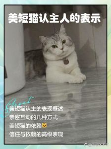 猫咪认不认主人？性格环境更重要（猫一生认几个主人）