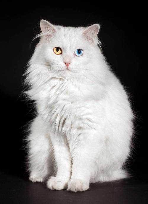 灰色猫不都一样？分清品种看脸型毛发！（灰色波斯猫图片）