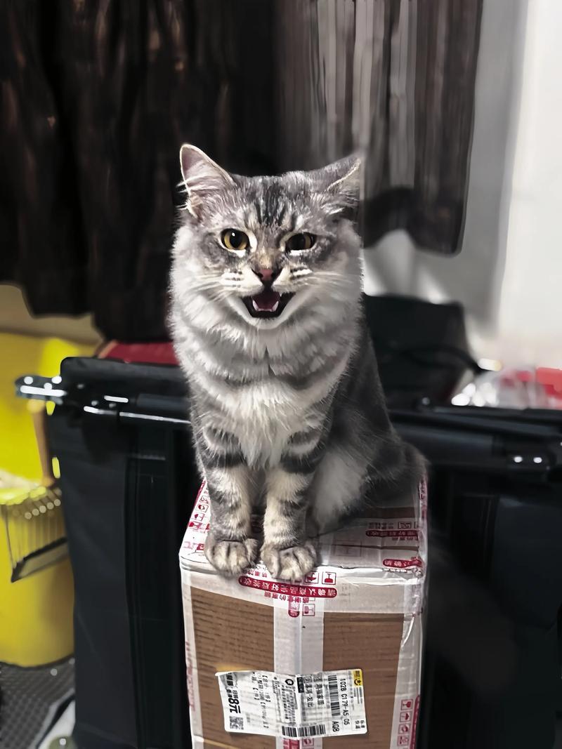 缅因虎斑猫高清图，优雅大气，适合装饰（缅因虎斑猫图片）