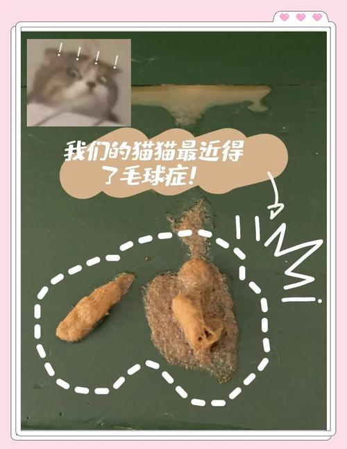 猫咪毛球卡肠道要当心，梳毛喂化毛膏助排出（猫肚子里的毛球排不出去咋办）