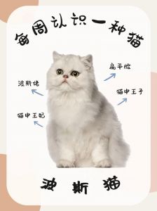 优雅好养，需细护（波斯猫饲养手册txt）