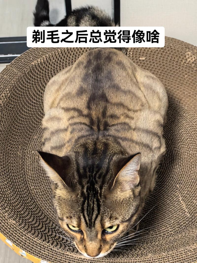 10岁猫剃毛需谨慎，伤皮肤易感染（10岁的猫咪能剃毛吗）
