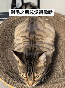10岁猫剃毛需谨慎，伤皮肤易感染（10岁的猫咪能剃毛吗）