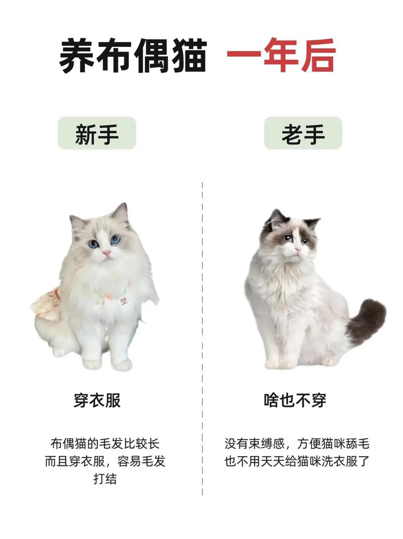 优雅背后是金钱与精力的双重考验（布偶猫是富人养还是穷人）
