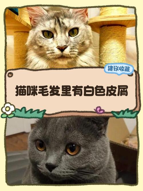 猫咪掉白屑怎么办？（猫毛上有白色皮屑）
