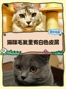 猫咪掉白屑怎么办？（猫毛上有白色皮屑）