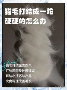 猫咪毛发打结怎么办？（猫毛打结的原因是什么）