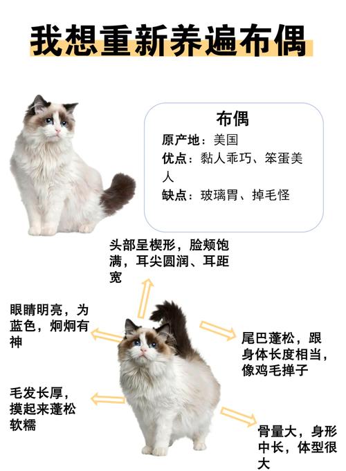 布偶猫爱被摸哪里？（布偶猫喜欢主人摸哪里）